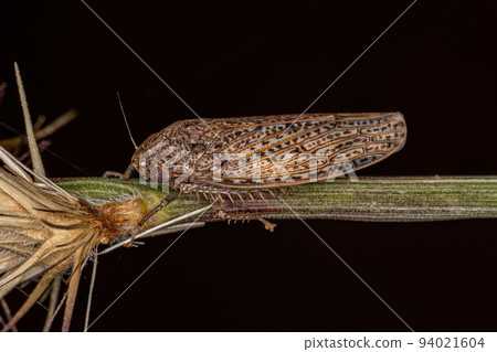 Small Typical Leafhopper 94021604
