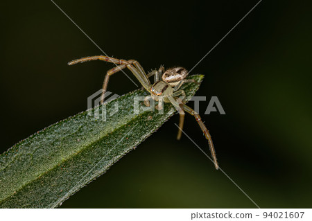Adult Male Crab Spider Adult Male Crab Spider 94021607