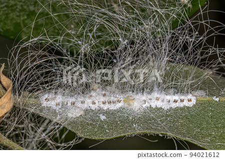 Small Whiteflies Insects Small Whiteflies Insects 94021612