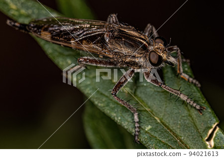 Adult Robber Fly Adult Robber Fly 94021613