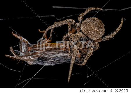 Small Orbweaver Spider 94022005