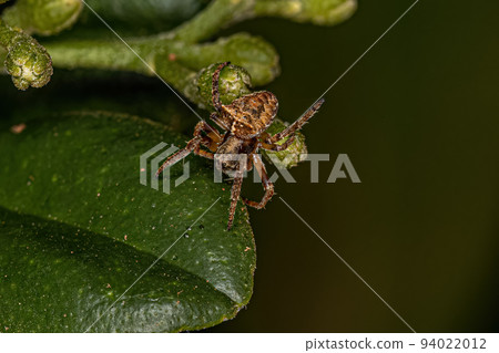 Small Orbweaver Spider 94022012