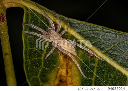 Small Ghost Spider 94022014