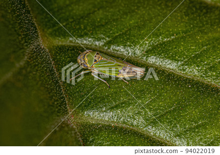 Adult Typical Leafhopper Adult Typical Leafhopper 94022019