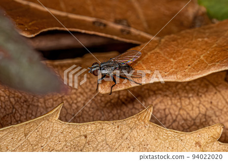 Adult Flesh Fly Adult Flesh Fly 94022020
