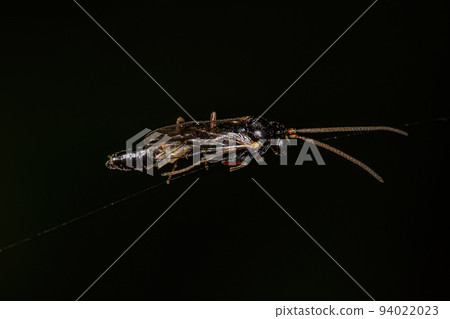 Adult Ichneumonid Wasp 94022023