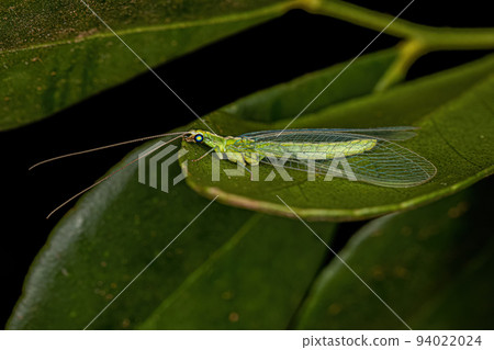 Adult Typical Green Lacewing Adult Typical Green Lacewing 94022024