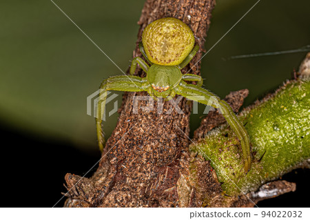 Small Female Crab Spider 94022032