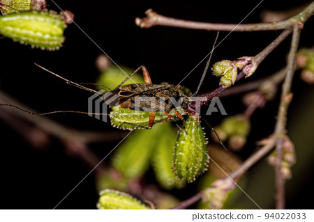 Adult Plant Bug 94022033