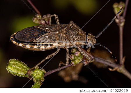 Adult Leaf-footed Bug 94022039