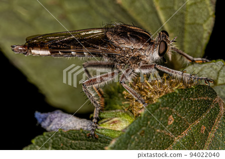 Adult Robber Fly 94022040