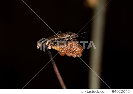 Adult Seed Bug 94022043