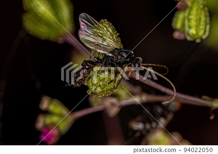 Dead Adult Male Ponerine Ant 94022050