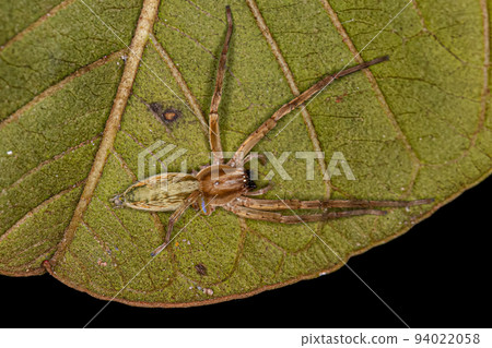 Small Ghost Spider 94022058