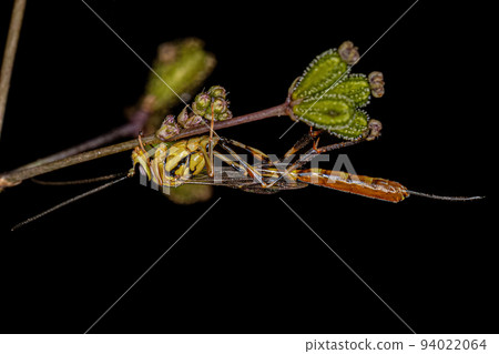 Adult Female Ichneumonid Wasp Adult Female Ichneumonid Wasp 94022064