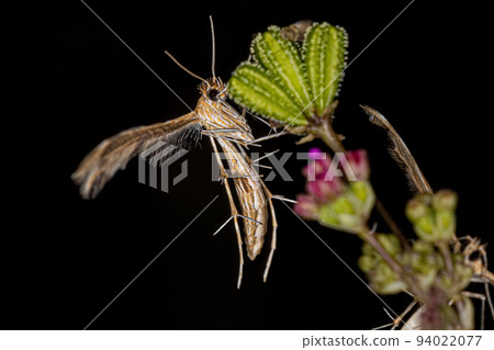Adult Plume Moth Adult Plume Moth 94022077
