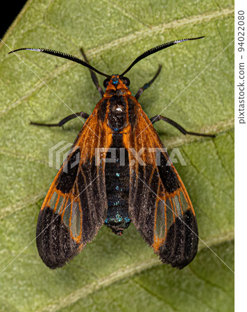 Adult Tiger Moth Adult Tiger Moth 94022080