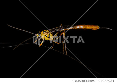 Adult Female Ichneumonid Wasp Adult Female Ichneumonid Wasp 94022084