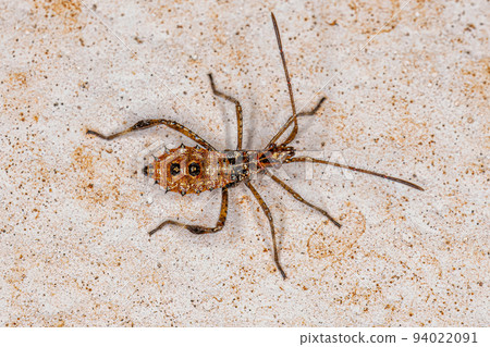 Leaf-footed Bug nymph 94022091