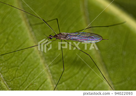 Limoniid Crane Fly 94022093