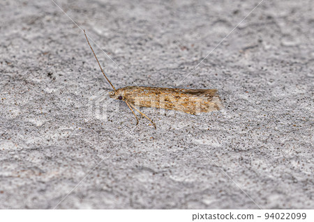 Adult Curved-horn Moth Adult Curved-horn Moth 94022099