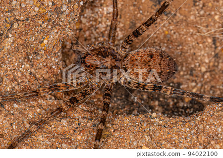 Adult Wandering Spider Adult Wandering Spider 94022100
