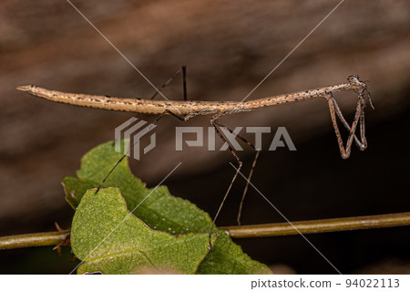 Adult Thespid Mantis Adult Thespid Mantis 94022113