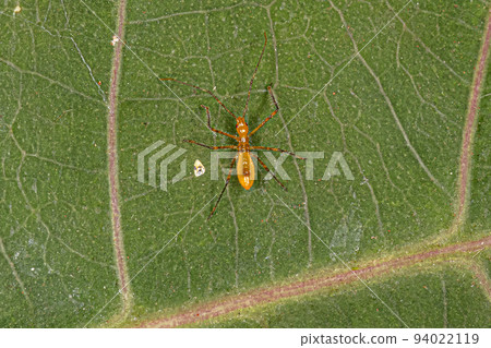 Assassin Bug Nymph Assassin Bug Nymph 94022119