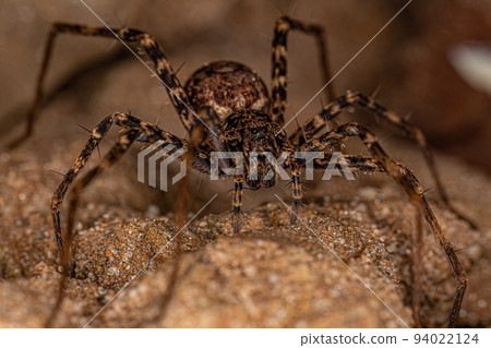 Adult Female Trechaleid Spider 94022124