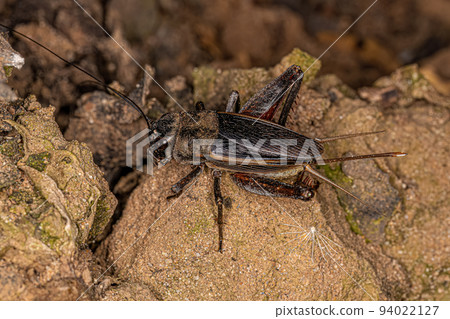 Adult Field Cricket Adult Field Cricket 94022127