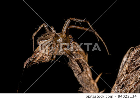 Small Male Typical Orbweaver Small Male Typical Orbweaver 94022134