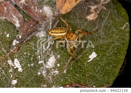 Small Jumping Spider Small Jumping Spider 94022136