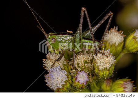 Lesser Meadow Katydid Nymph 94022149
