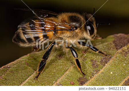 Adult Female Western Honey Bee 94022151