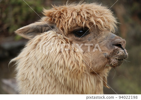 Cute alpaca profile close up Cute alpaca profile close up 94022198