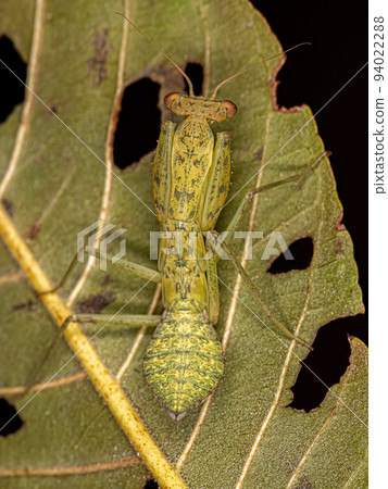 Green Photinaid Mantis Nymph Green Photinaid Mantis Nymph 94022288