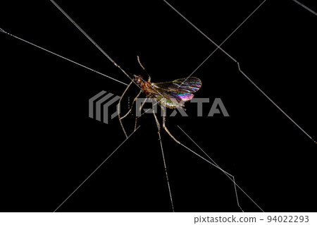Adult Braconid Wasp Adult Braconid Wasp 94022293