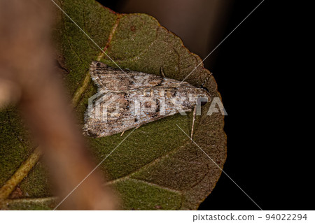 Adult Pyralid Snout Moth Adult Pyralid Snout Moth 94022294