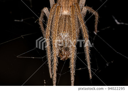 Female Adult Typical Orbweaver Female Adult Typical Orbweaver 94022295