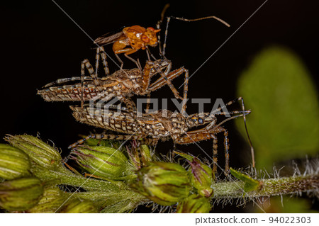 Adult Assassin Bugs Adult Assassin Bugs 94022303