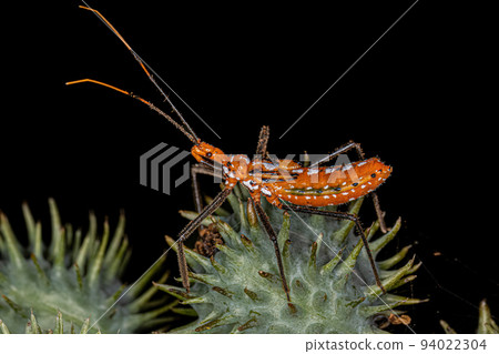 Assassin Bug Nymph Assassin Bug Nymph 94022304