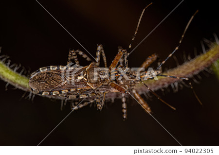Adult Assassin Bugs 94022305