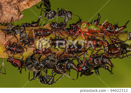 Adult Female Carpenter Ants and Typical Treehoppers nymphs Adult Female Carpenter Ants and Typical Treehoppers nymphs 94022312