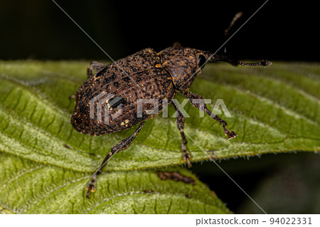 Adult True Weevil 94022331