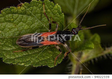 Adult Corsair Bug Adult Corsair Bug 94022339
