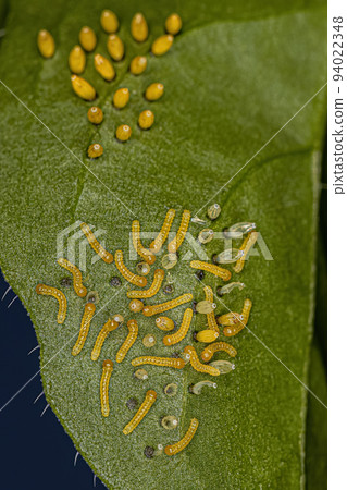 Great Southern White Butterfly Caterpillar and Eggs Great Southern White Butterfly Caterpillar and Eggs 94022348