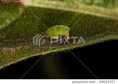 Adult Buffalo Treehopper Adult Buffalo Treehopper 94022353