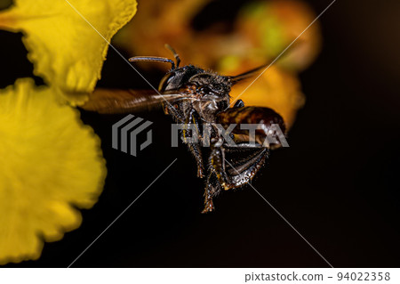 Adult Female Stingless Bee Adult Female Stingless Bee 94022358