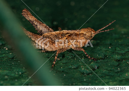 Stridulating Slant-faced Grasshopper Nymph Stridulating Slant-faced Grasshopper Nymph 94022365
