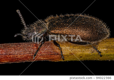 Adult Long-jointed Beetle Adult Long-jointed Beetle 94022366